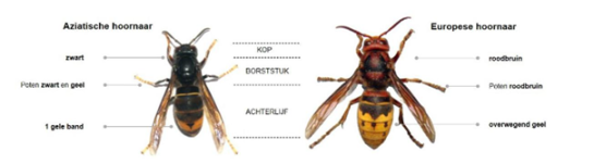 Aziatische hoornaar: zwart, poten zwart en geel en 1 gele band. Europese hoornaar: roodbruin, poten roodbruin, overwegend geel staatstuk